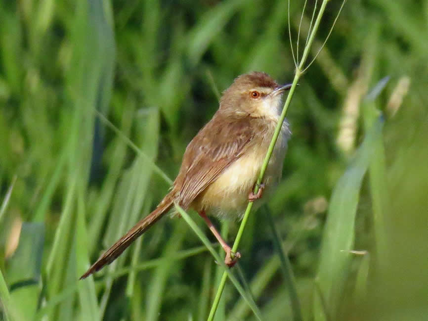 Indian Prinia